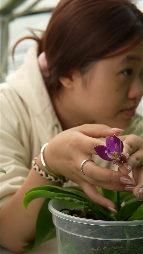 大部分开放少量花苞821 蓝闪电交蓝惊喜（4寸）