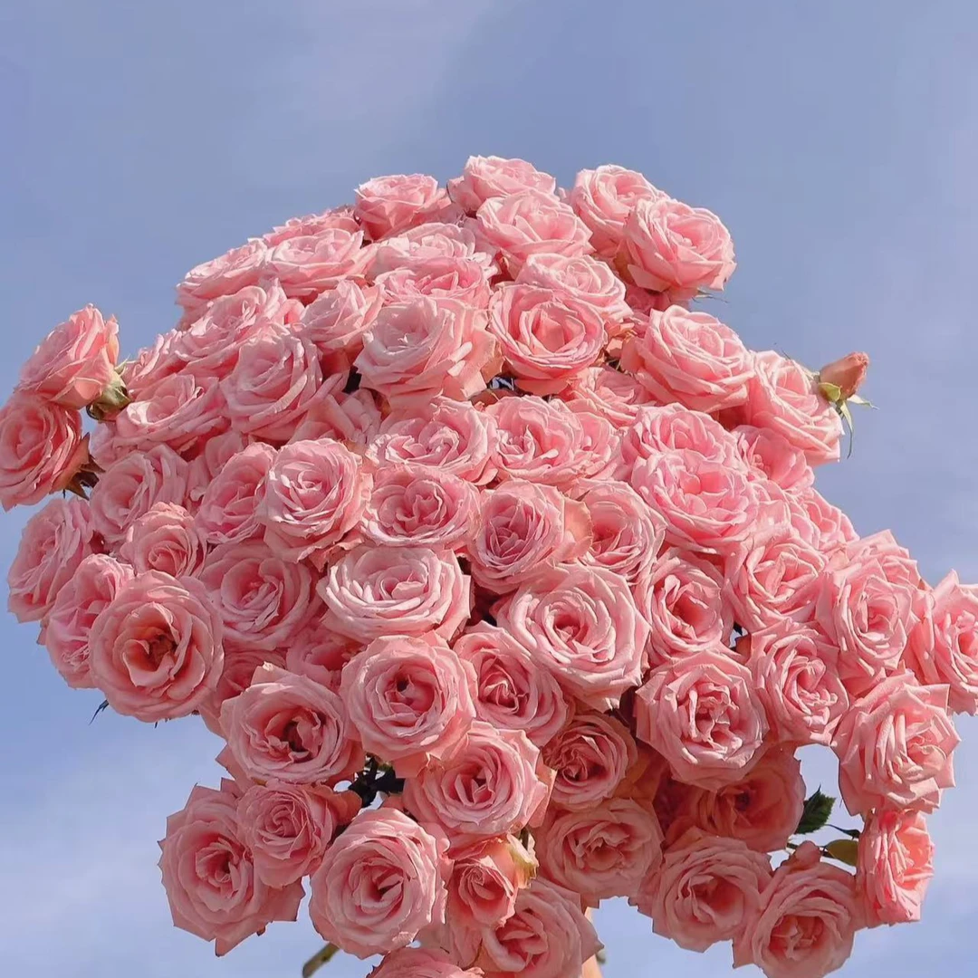 【一单包邮】露露公主多头泡泡玫瑰 【两单升级京东或顺丰】云南基地
