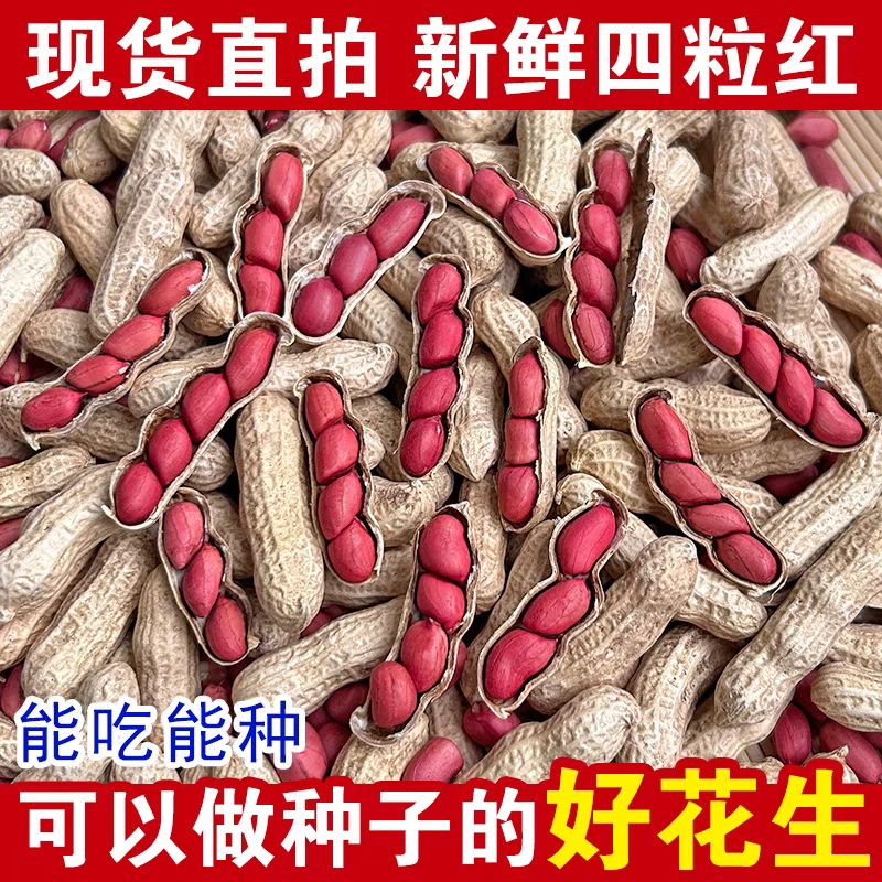 【当季新货】红皮带壳花生晒干带壳花生卤花生新鲜湿花生红皮小花生