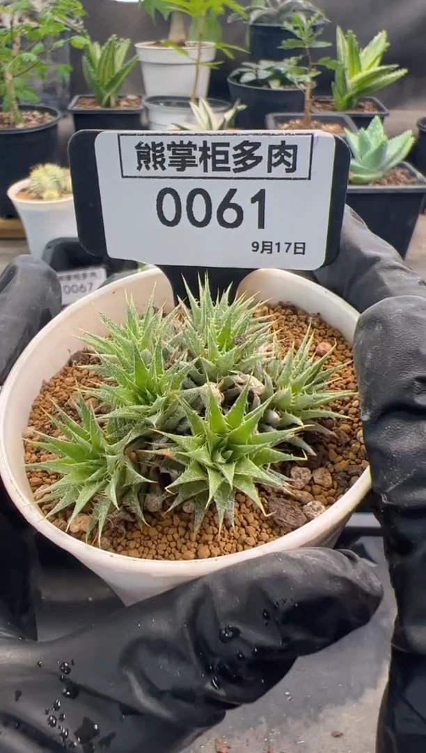 北**北0917-61-玻利维亚坨坨凤带盆土