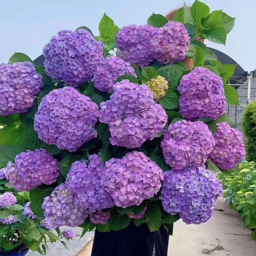 【太阳神殿】粉色绣球花 栽种好带花带花苞发货