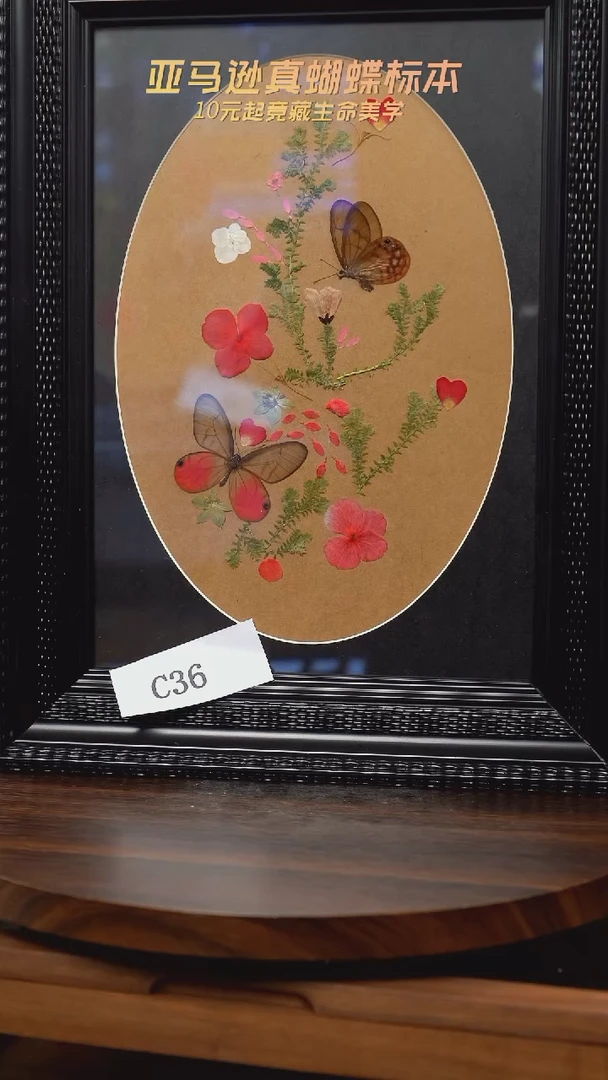 蝴蝶标本摆件竞拍c36