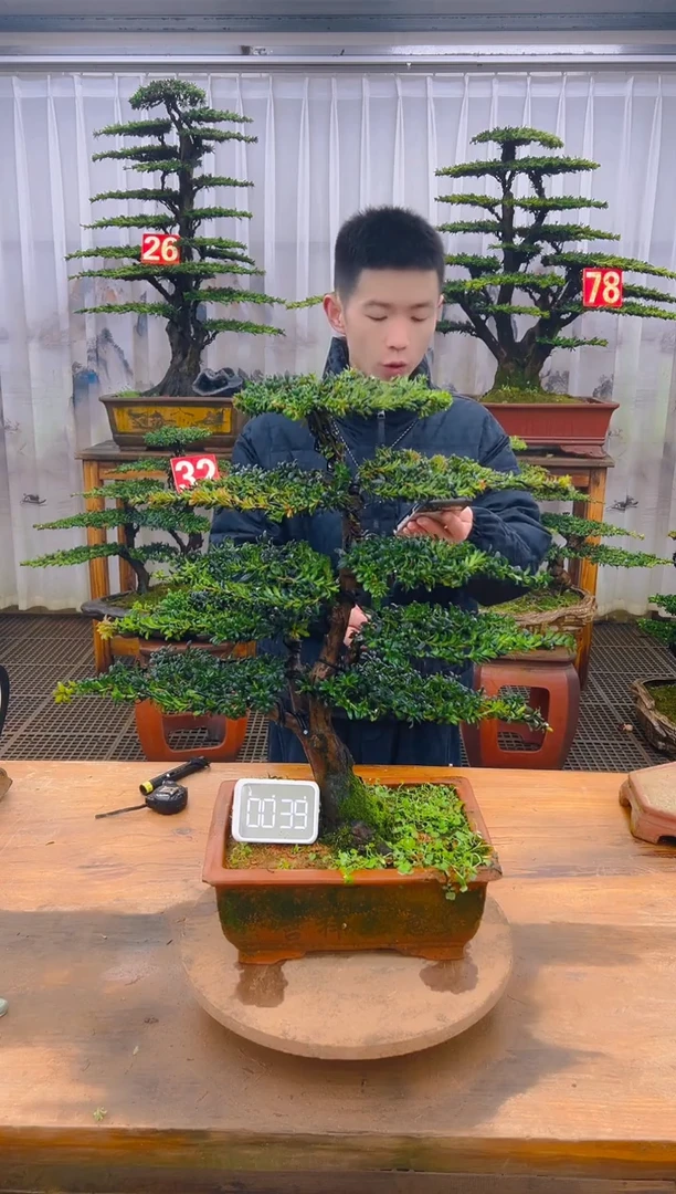 无花朵精品盆景直播间一物一拍