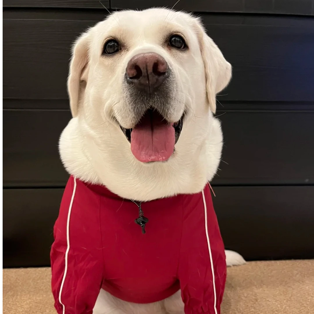 【聚元犬舍】宠物犬萌宠活体拉布拉多