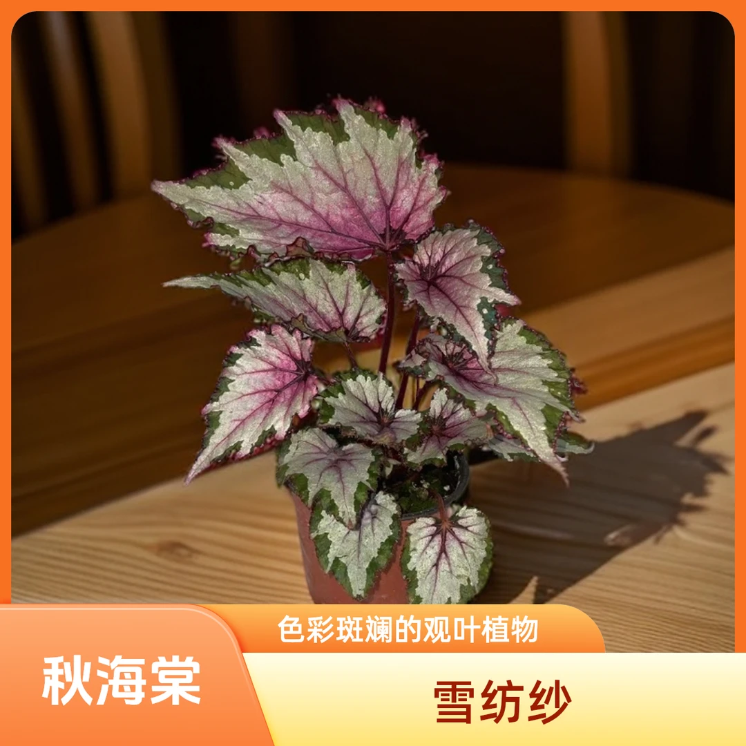 雪纺纱 秋海棠 一颗包邮无售后 完美主义者勿拍