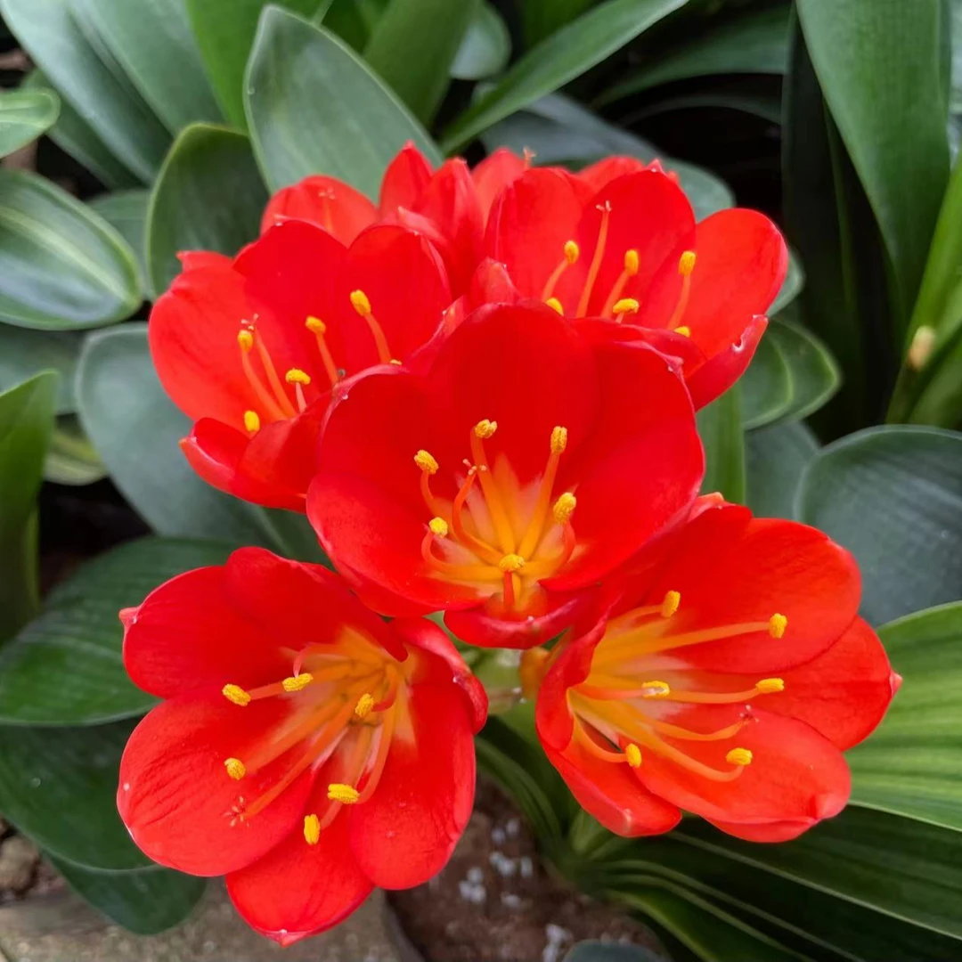 君子兰盆栽室内好养 吸甲醛”办公室/新房/懒人/室内