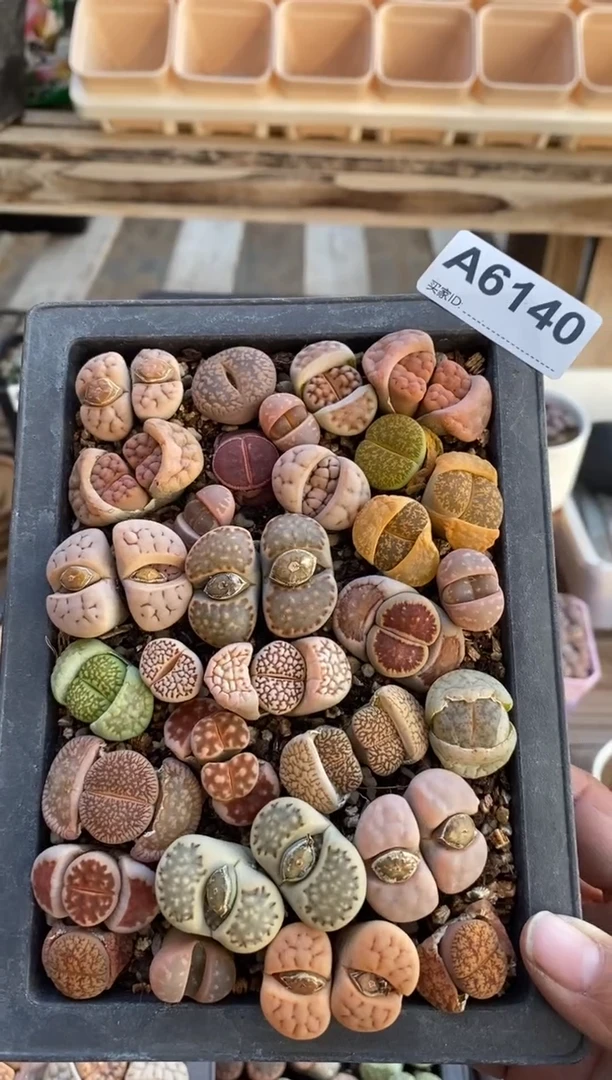 【闪购商品】6140直播一物一拍