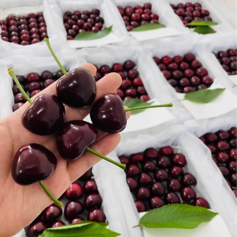 大连美早大樱桃国产车厘子5J孕妇应季新鲜水果礼盒8J整箱顺丰包邮1.3斤