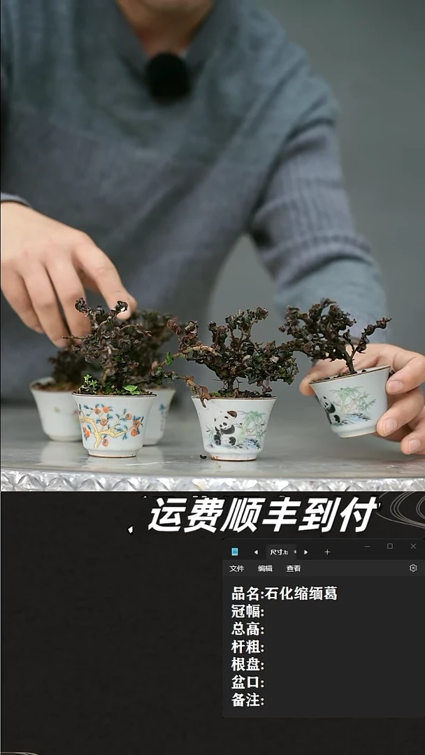 【闪购商品】13 石化缩缅葛