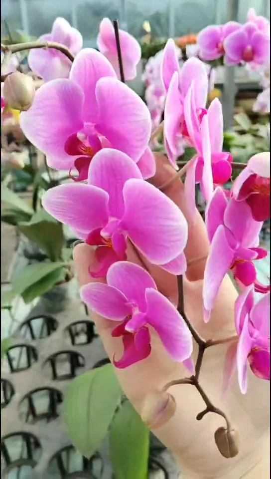 完全开放班尼 闪购