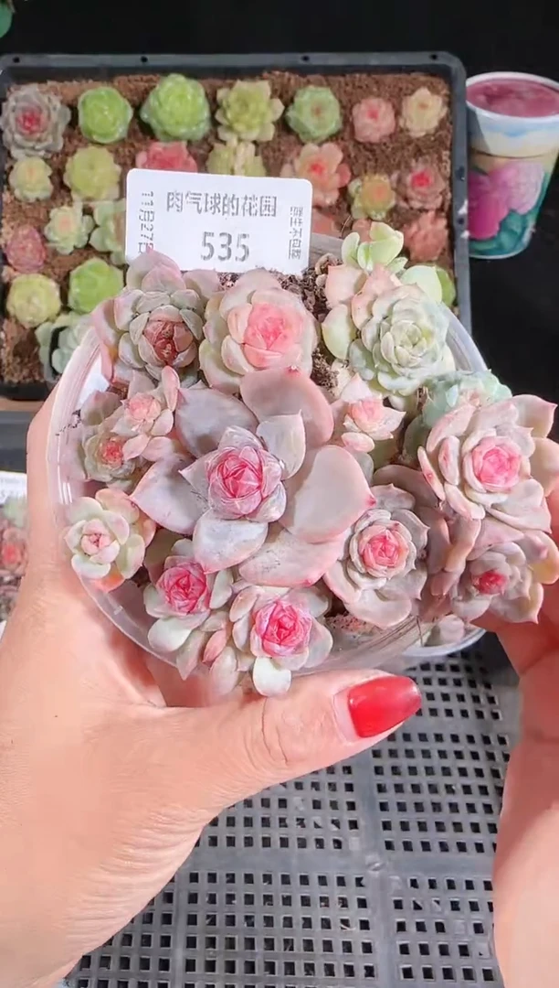 1127-535切糕群生不包整