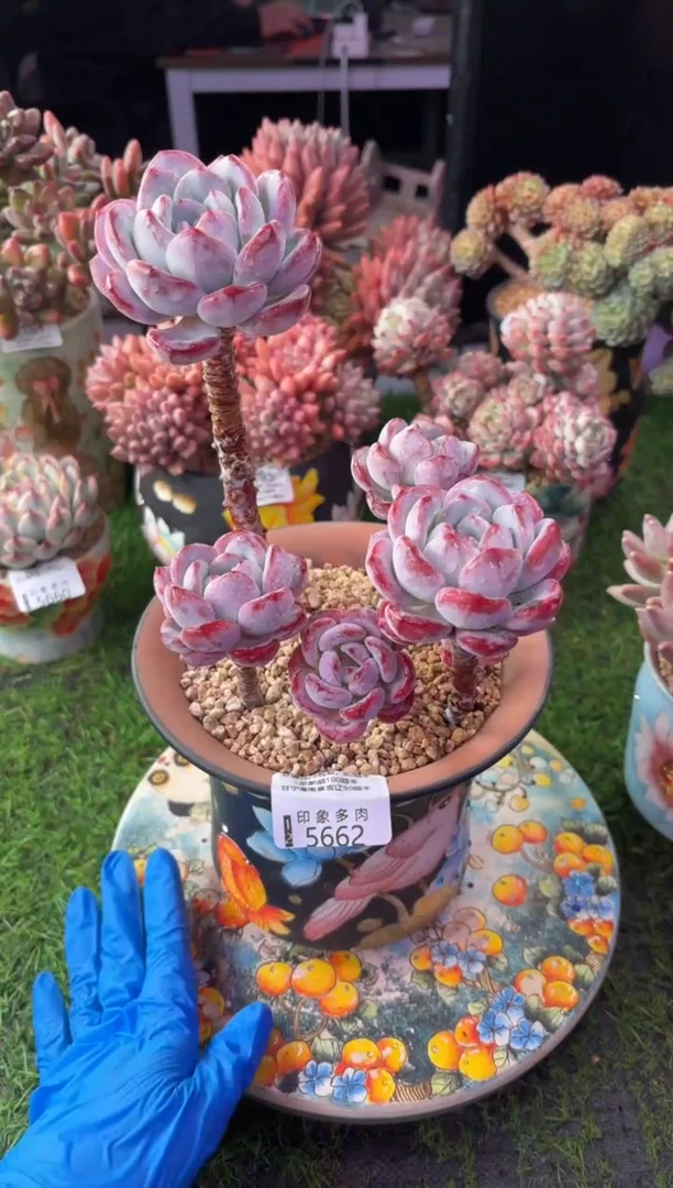 昆明印象多肉5662