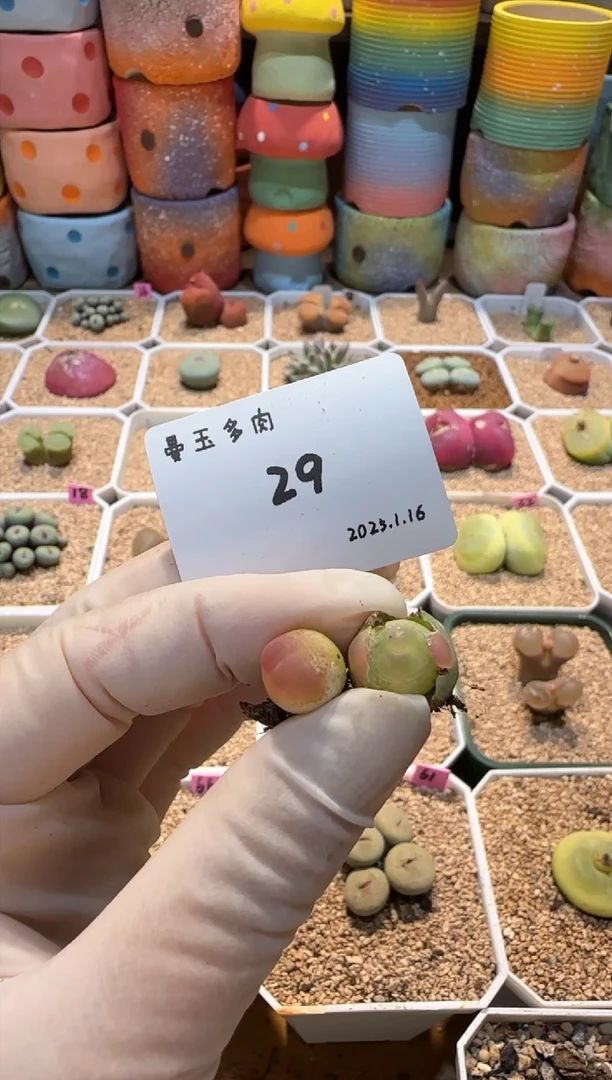 【闪购商品】25.1.16-29 8861