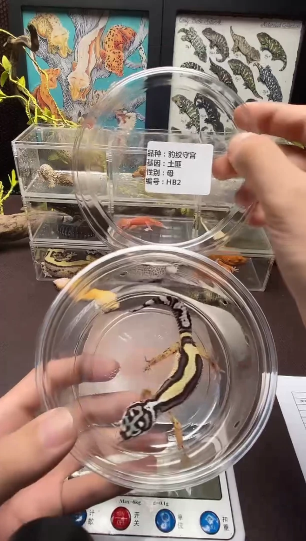 豹纹守宫鳞与尾 Scale Tail 爬宠HB2