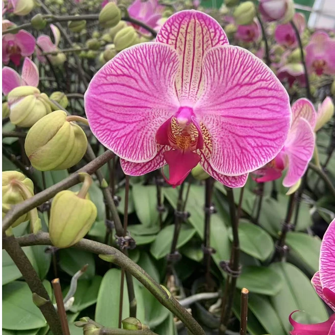 （悦顺优品）蝴蝶兰 旋律 （一单花后苗全场任意两单包邮发货）