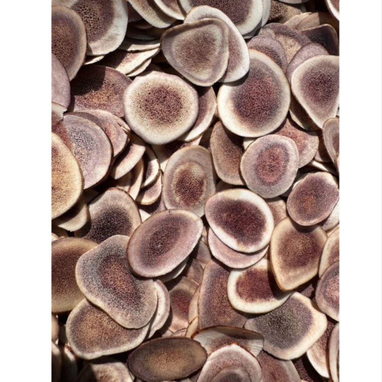 拍五发六！【七叔食养】鹿茸片10g干片小片精选可搭红枸杞