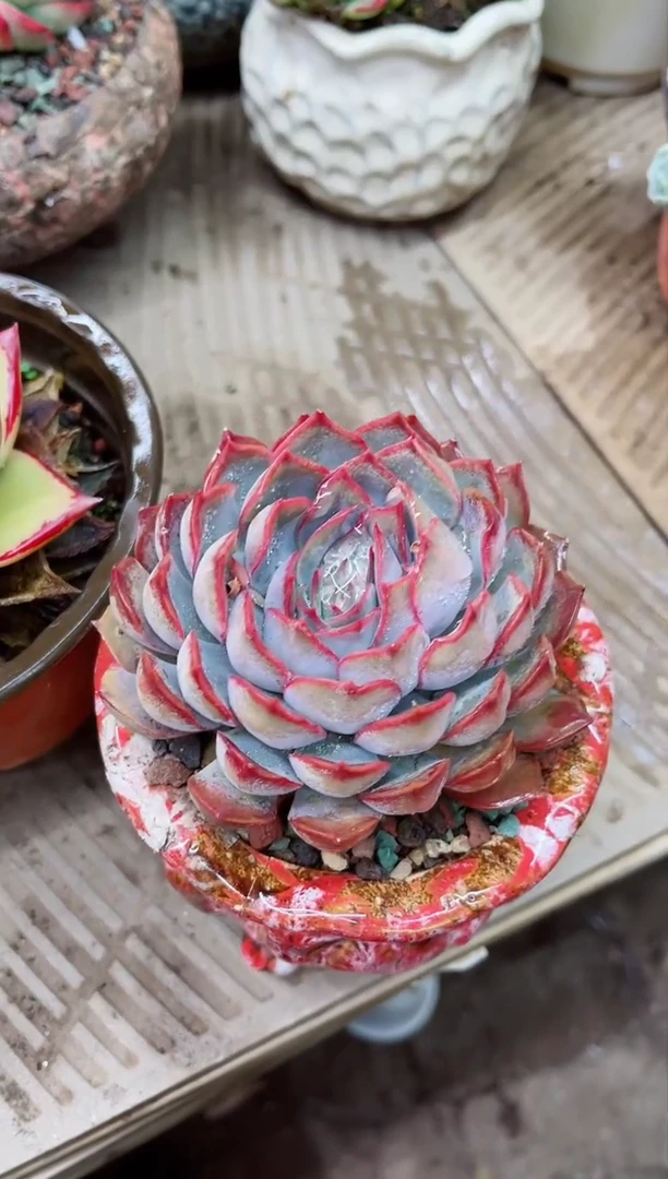 【闪购商品】14923