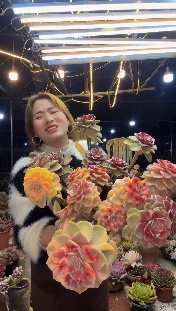 【闪购商品】福伦锦1号（物流自理）