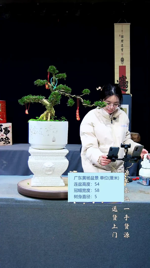 【闪购商品】雀舌黄杨盆景雀舌黄杨盆景