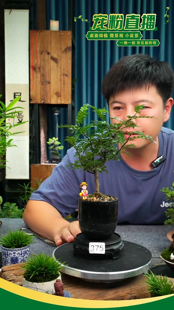 无花朵苔藓微景观375号