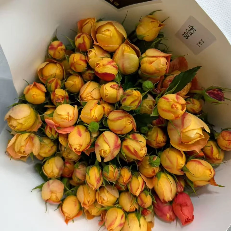 【黄桃果汁】德瑞尔稀有多头玫瑰-带包装醒花 玖枝花优选鲜切花