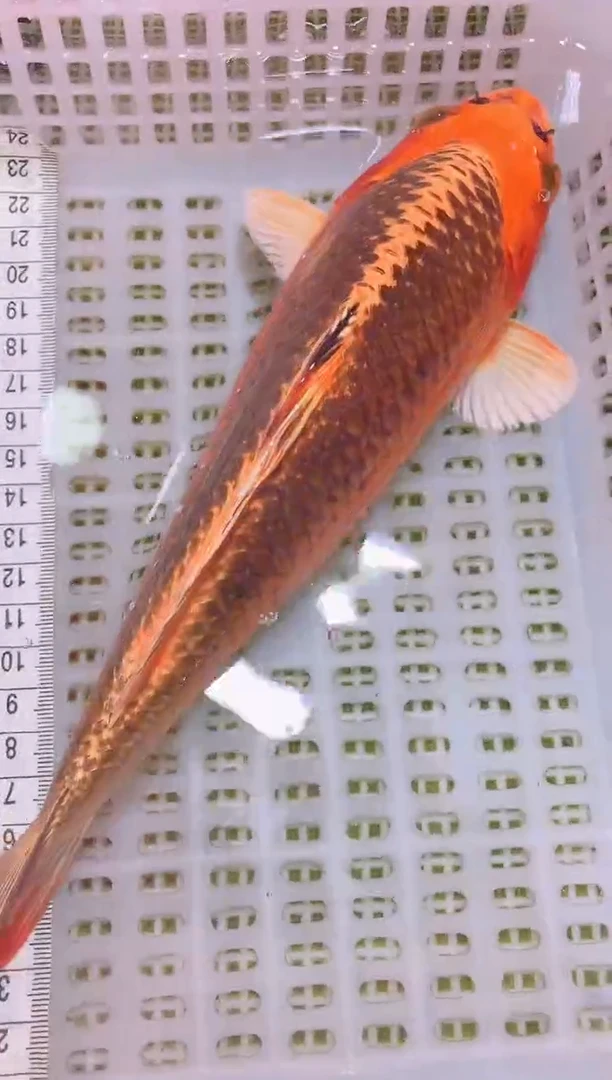 锦鲤冷水观赏鱼全场包邮26