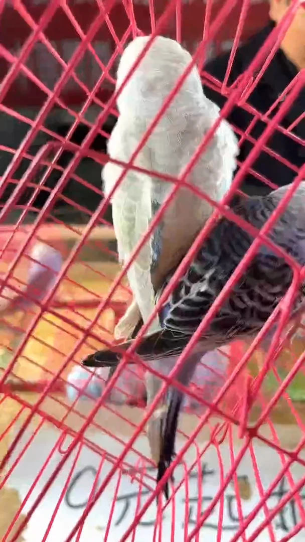 虎皮鹦鹉虎皮鹦鹉