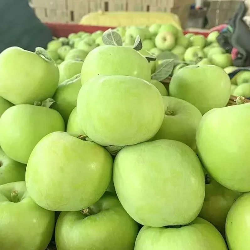 酸脆可口新鲜应季青苹果现摘现发孕妇儿童水果细腻不打蜡