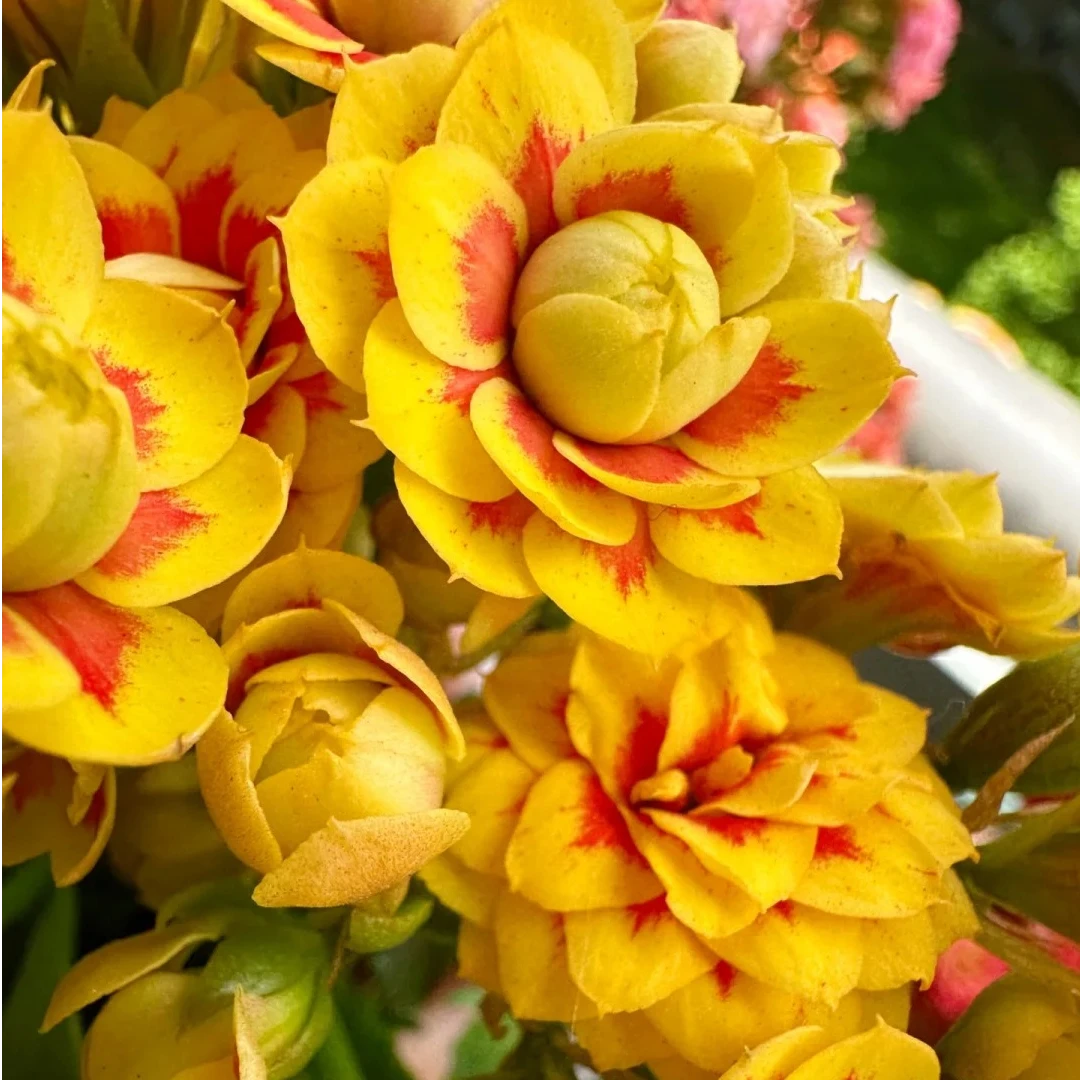 （110盆洛桑女神）一代长寿花 超级室内大花 基地直发