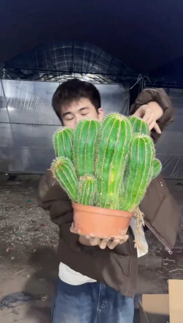 【闪购商品】大 银冠群生 20-25cm