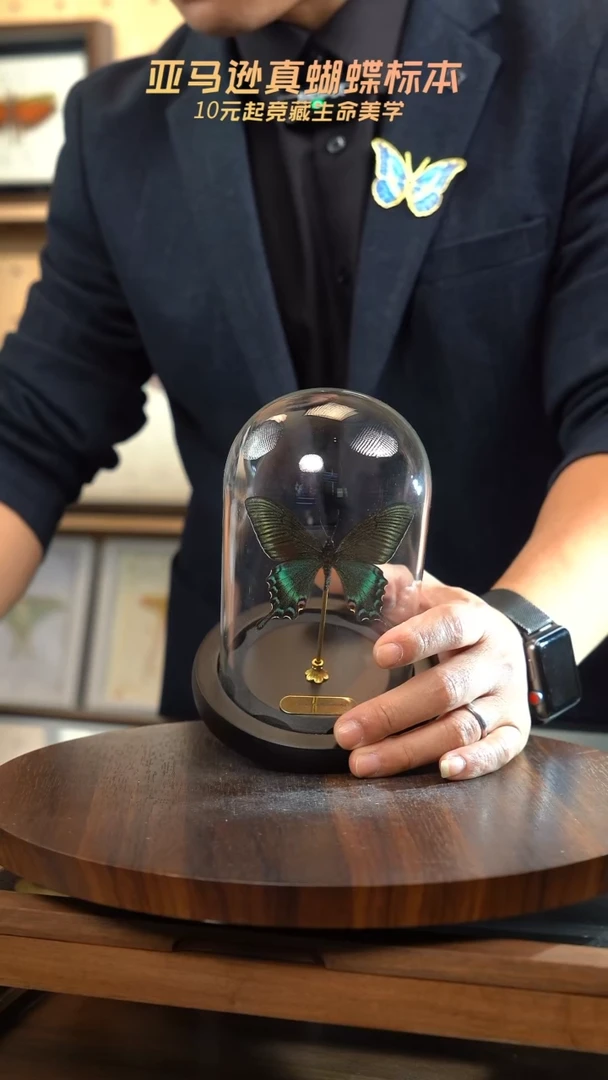 绿带翠凤蝶春型小号玻璃罩