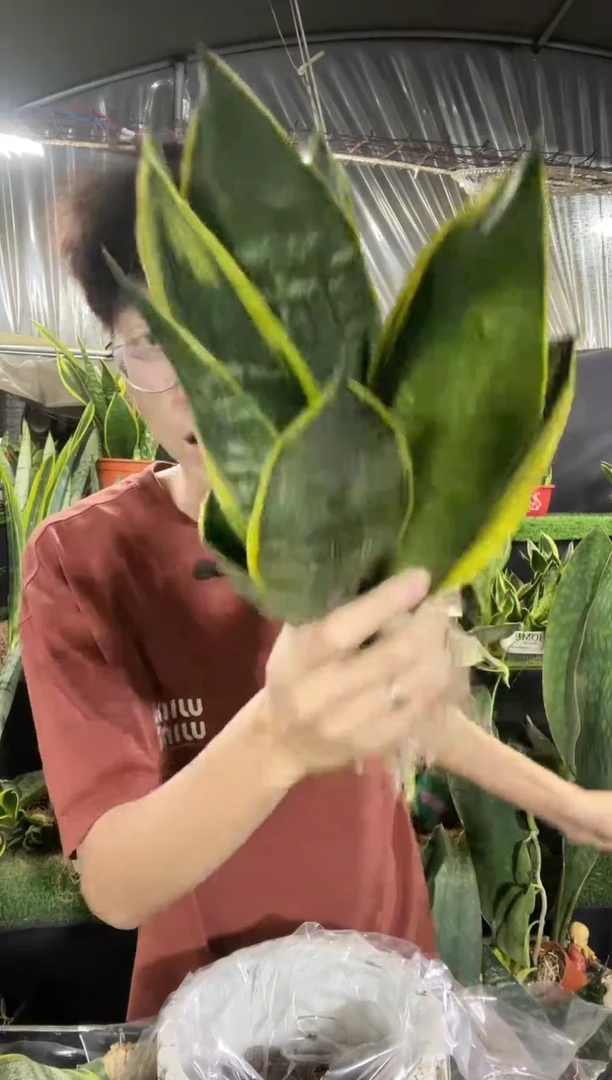 黄金兰仔裸根3棵9.9