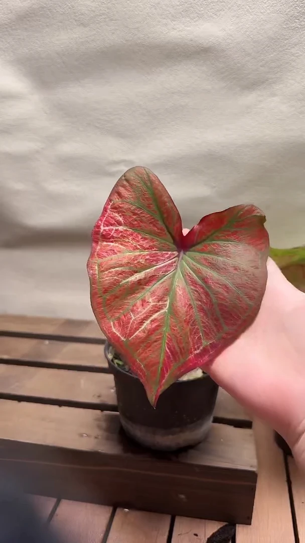 不开花植物t014钻石公主一物一拍