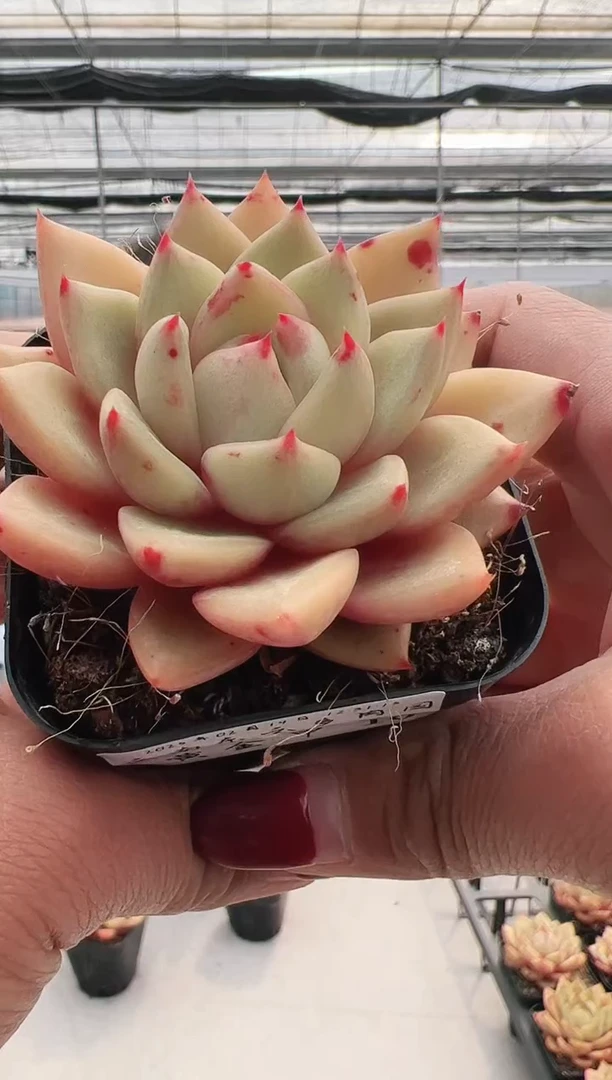 【闪购商品】黄金甲-10