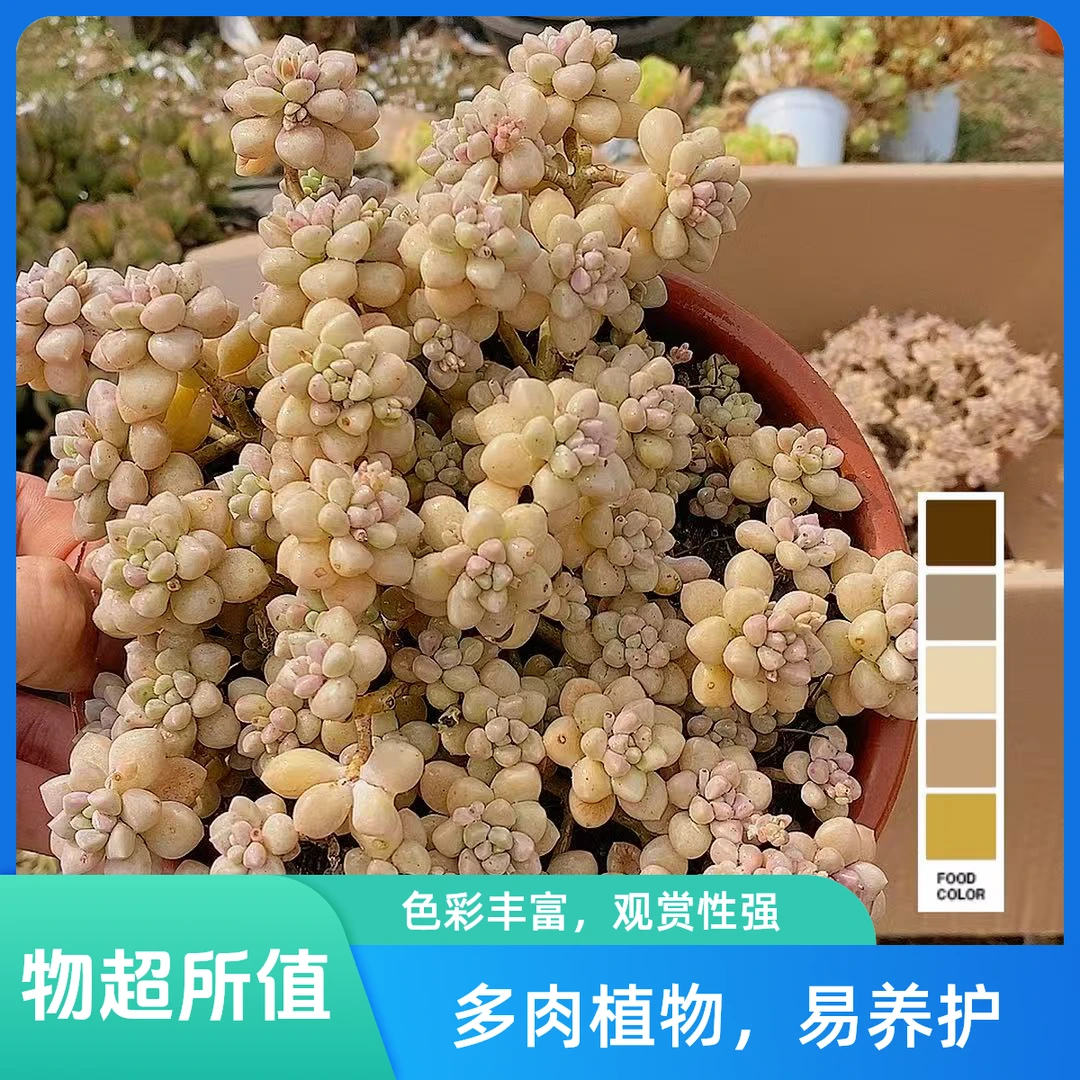 丸叶姬秋丽整装  熊猫多肉（满19包邮）脱土发  庭院美观