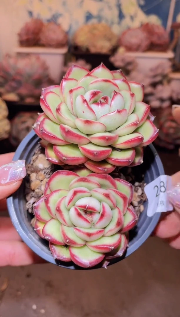 【闪购商品】285万宝龙多肉