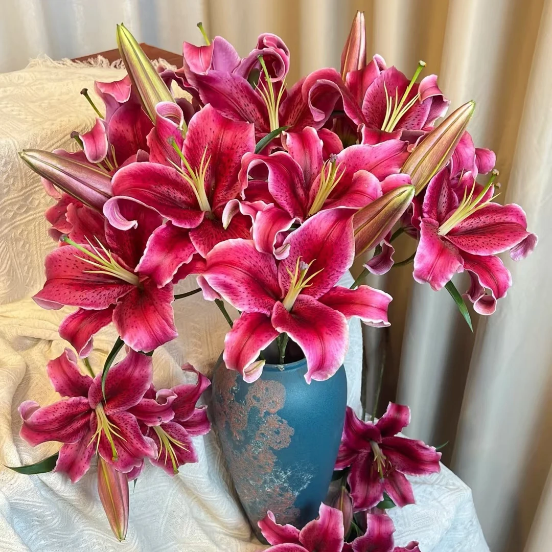 黑美人【多头单瓣百合】【不拍保温棉不售后】