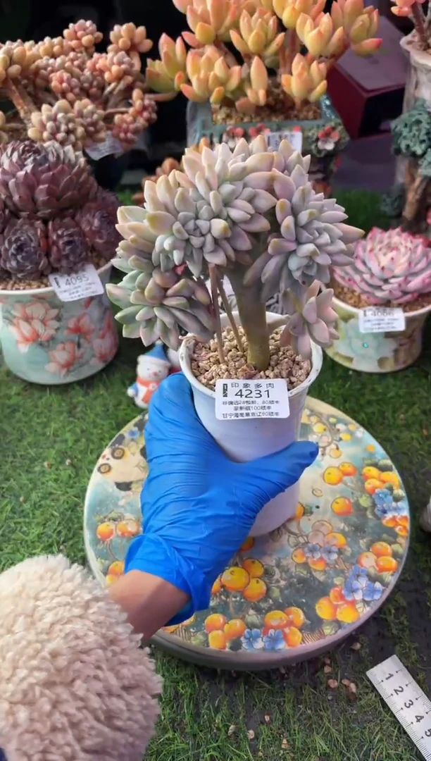 昆明印象多肉4231