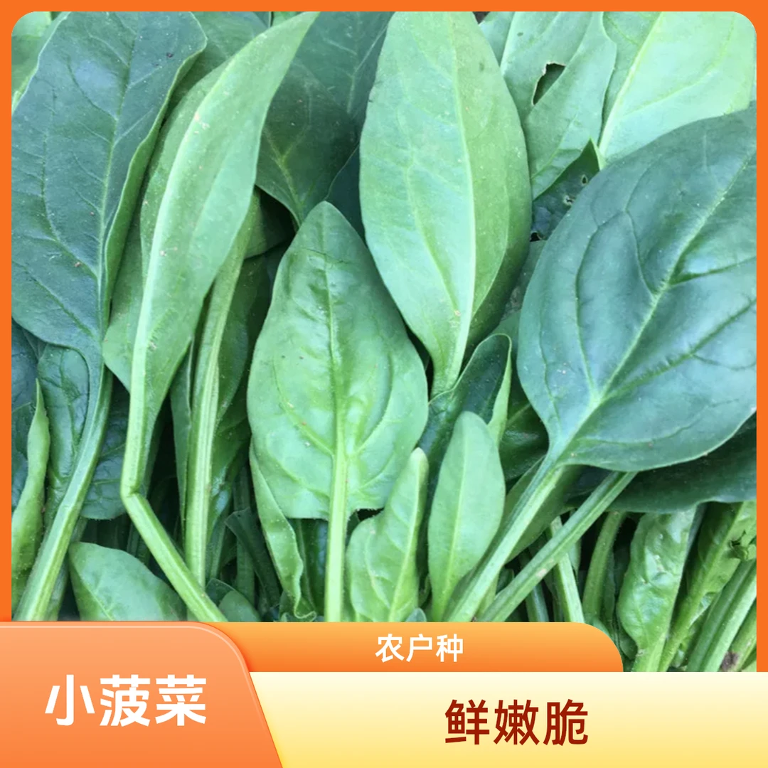 【菠菜】本地农户种植2000g绿色蔬菜