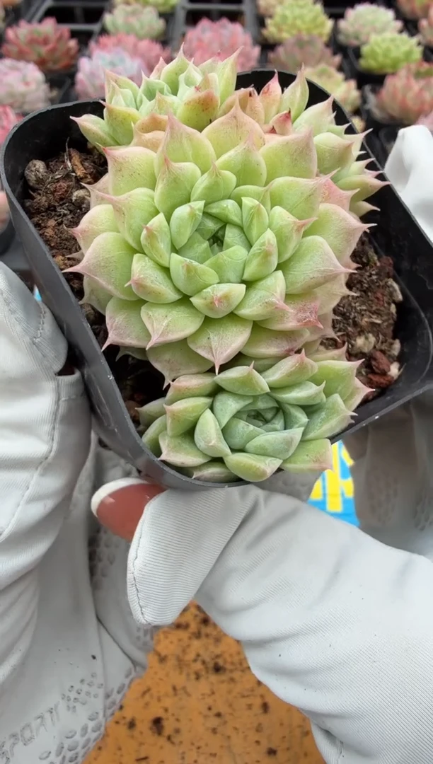 东云多肉二店-151