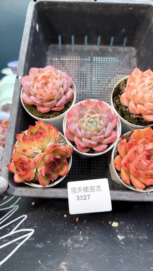 3 327   多肉  5 颗