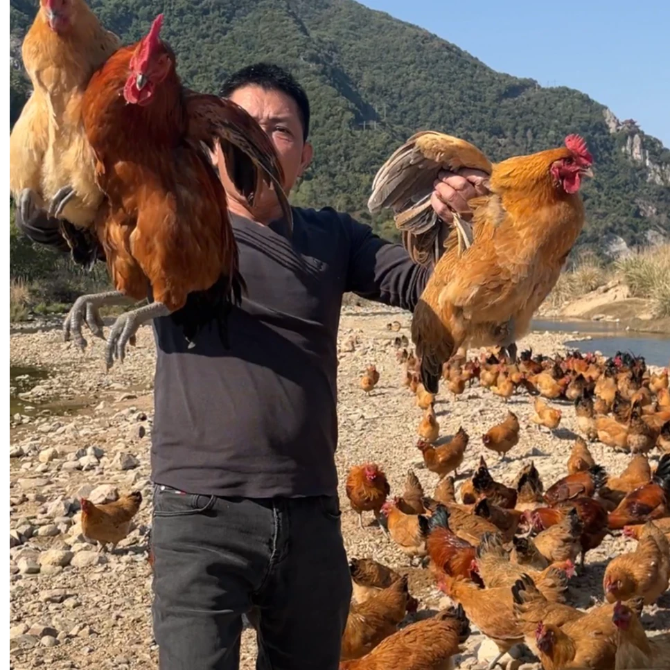 正宗散养走地鸡跑地鸡五谷杂粮母鸡