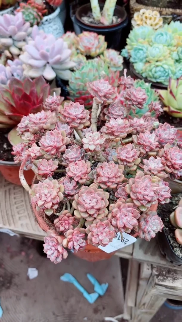 29105多肉植物一物已拍