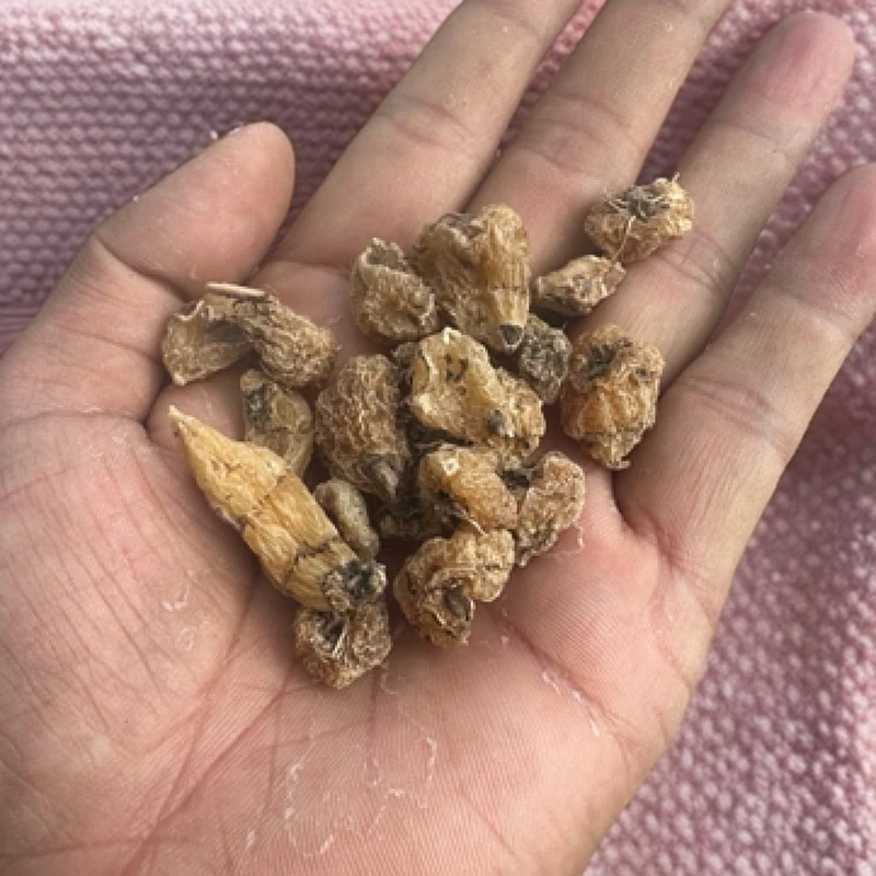 云南正品小【山慈菇】