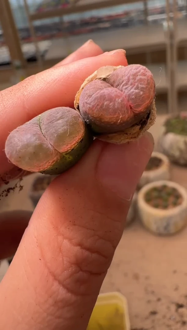 美丽的肉石头16-86