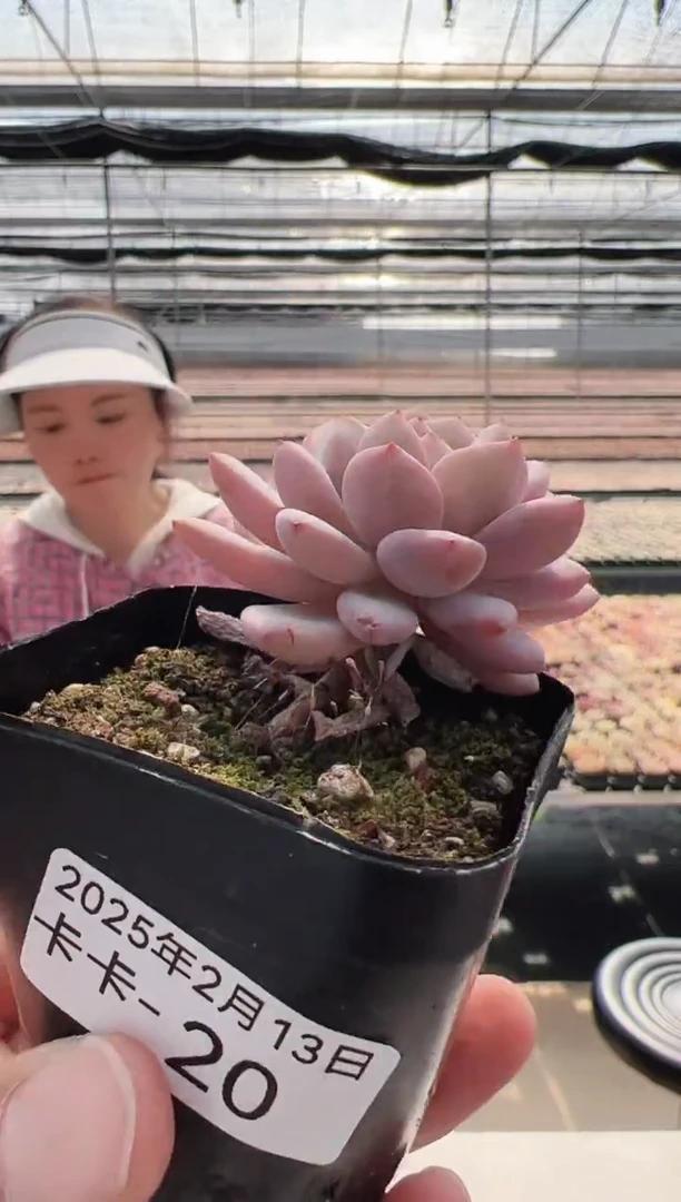 【闪购商品】卡卡-20