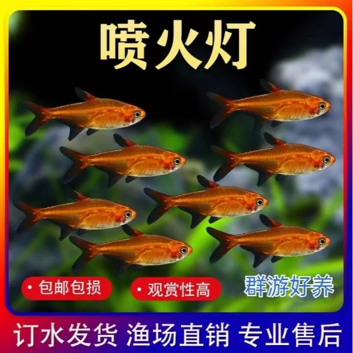 喷火灯鱼热带鱼观赏鱼活体淡水小型鱼草缸群游鱼灯鱼好养的小鱼苗