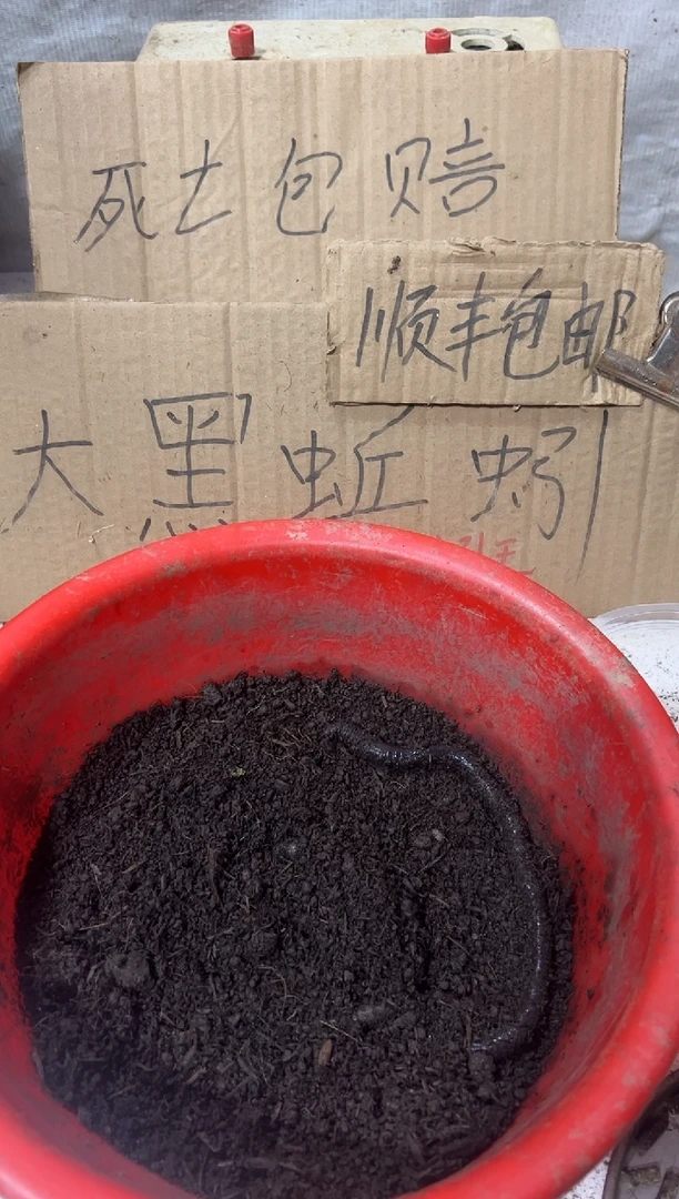 广西广地龙黑蚯蚓一斤