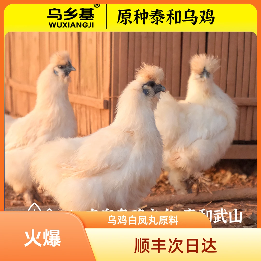 【顺丰次日达】平台补贴活动纯种江西泰和农家散养新鲜散养泰和乌鸡/180天（母鸡）一只装成年母鸡现杀整鸡月子鸡