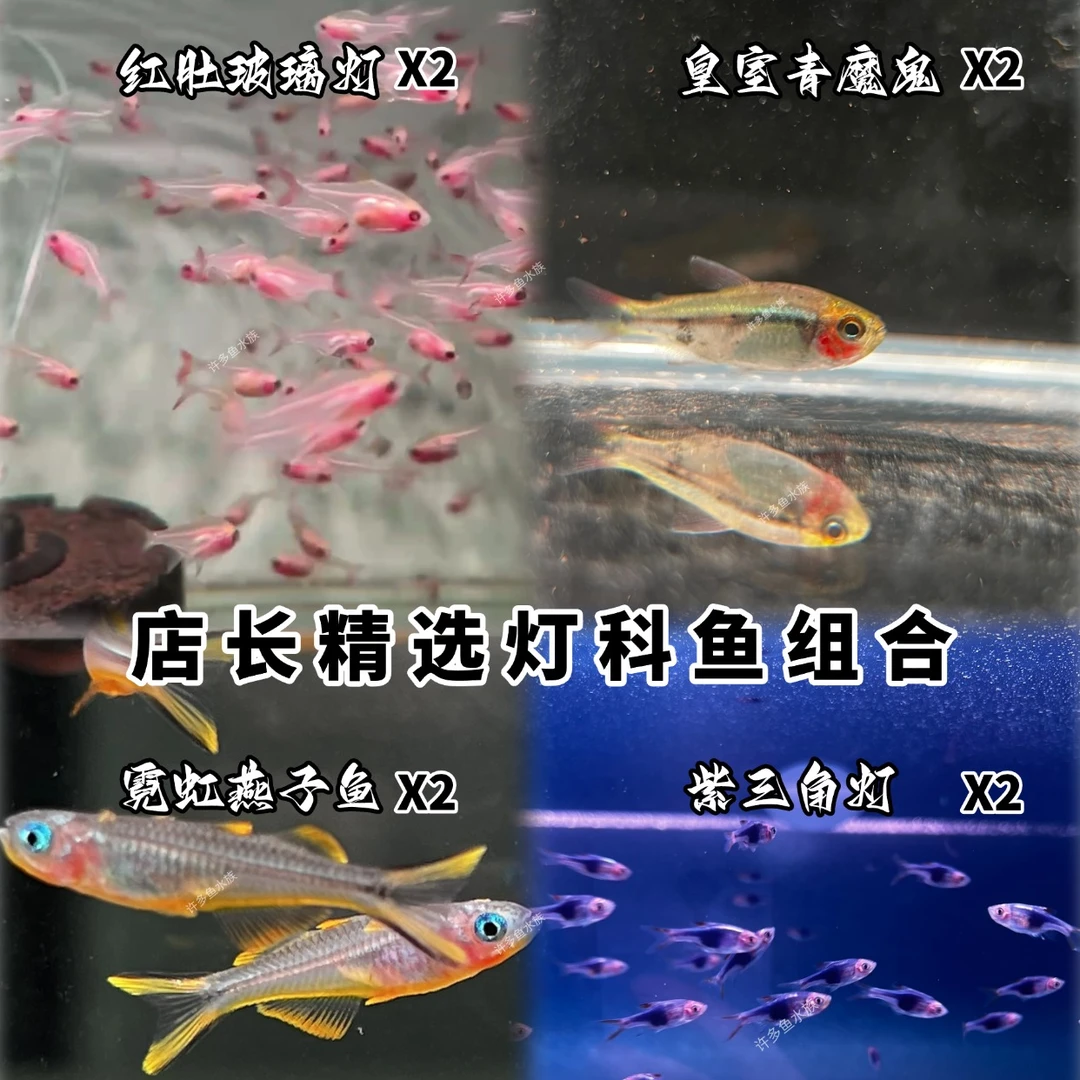 精品灯科鱼大号套餐组合混养红绿灯红肚玻璃皇室青甜心柠檬燕子